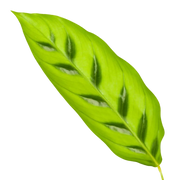 Calathea Leopardina Everspring