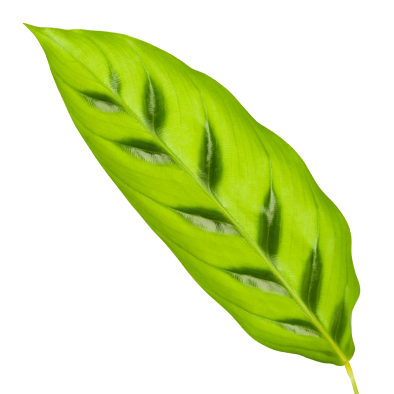 Calathea Leopardina