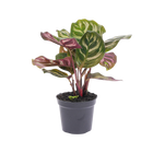 Calathea Makoyana