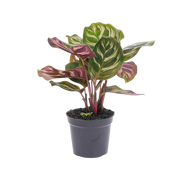 Calathea Makoyana Everspring