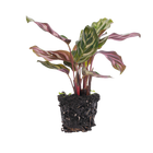 Calathea Makoyana