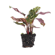 Calathea Makoyana Everspring