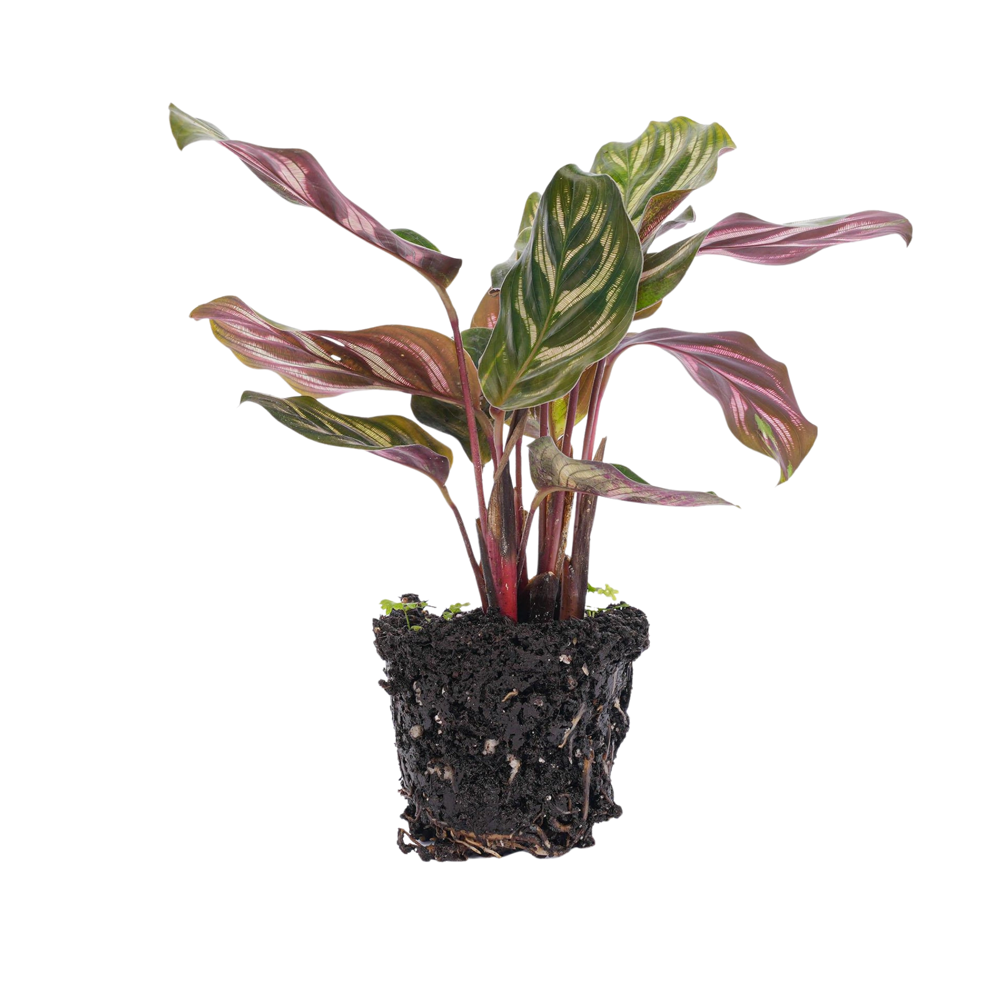 Calathea Makoyana