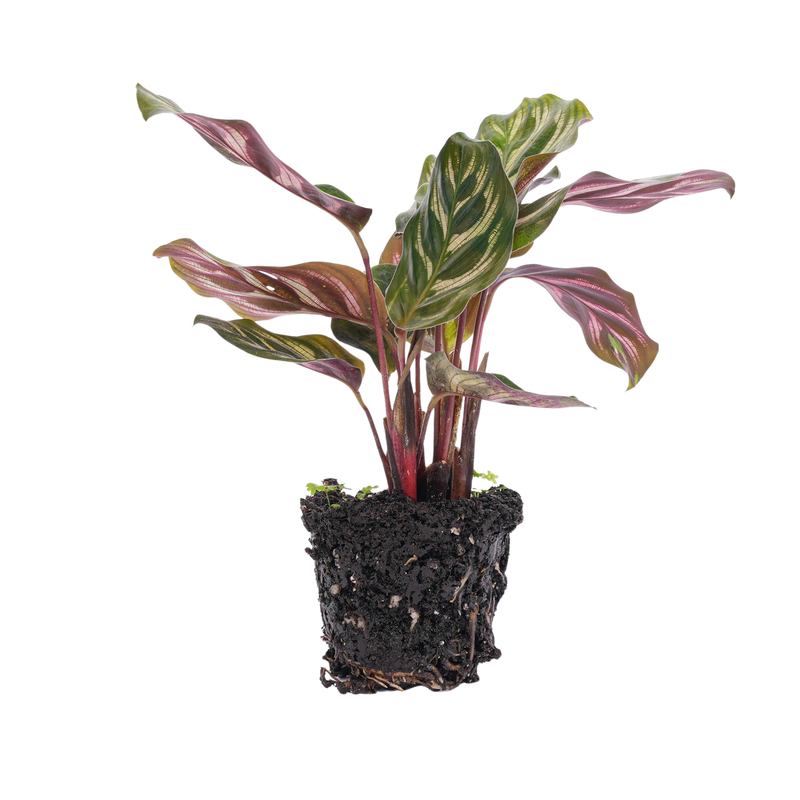 Calathea Makoyana