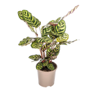 Calathea Makoyana (Pauwenplant)