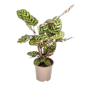 Calathea Makoyana (Pauwenplant)