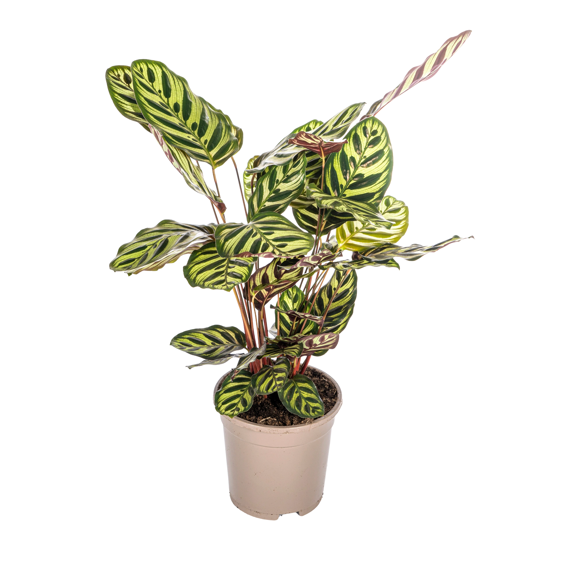 Calathea Makoyana (Pauwenplant)
