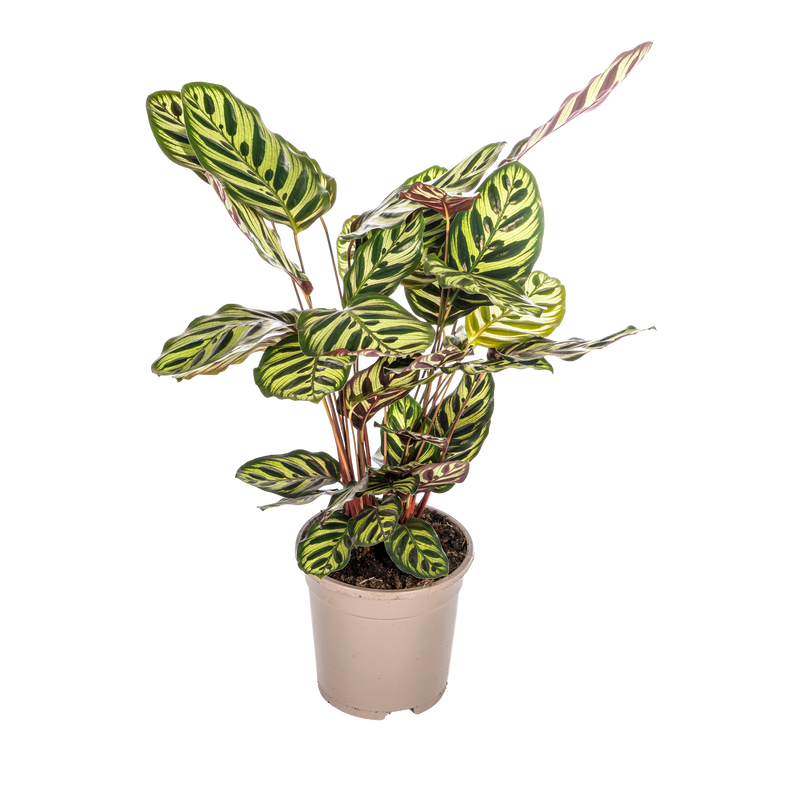 Calathea Makoyana (Pauwenplant)