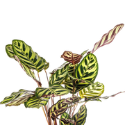 Calathea Makoyana (Pauwenplant)