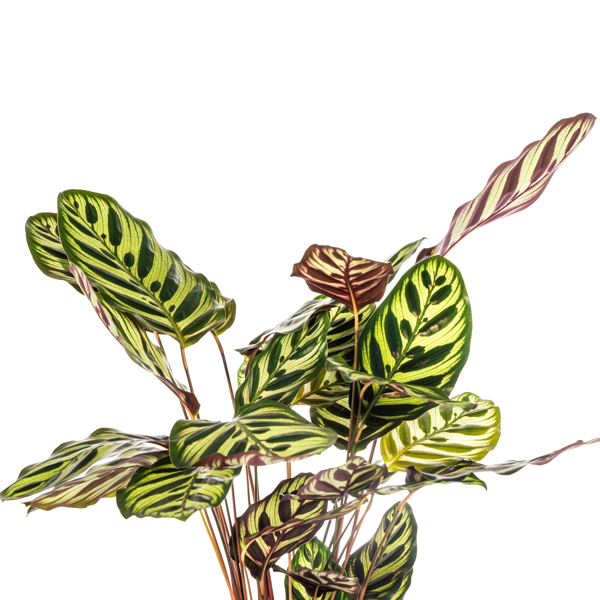 Calathea Makoyana (Pauwenplant)