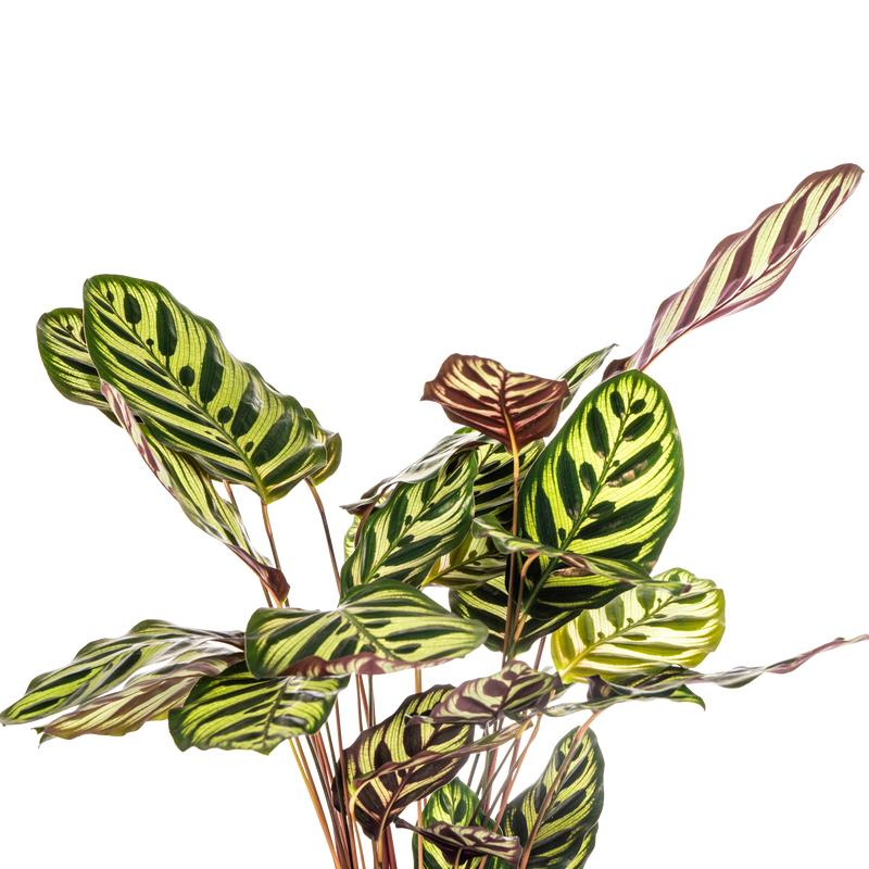 Calathea Makoyana (Pauwenplant)