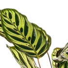 Calathea Makoyana (Pauwenplant)