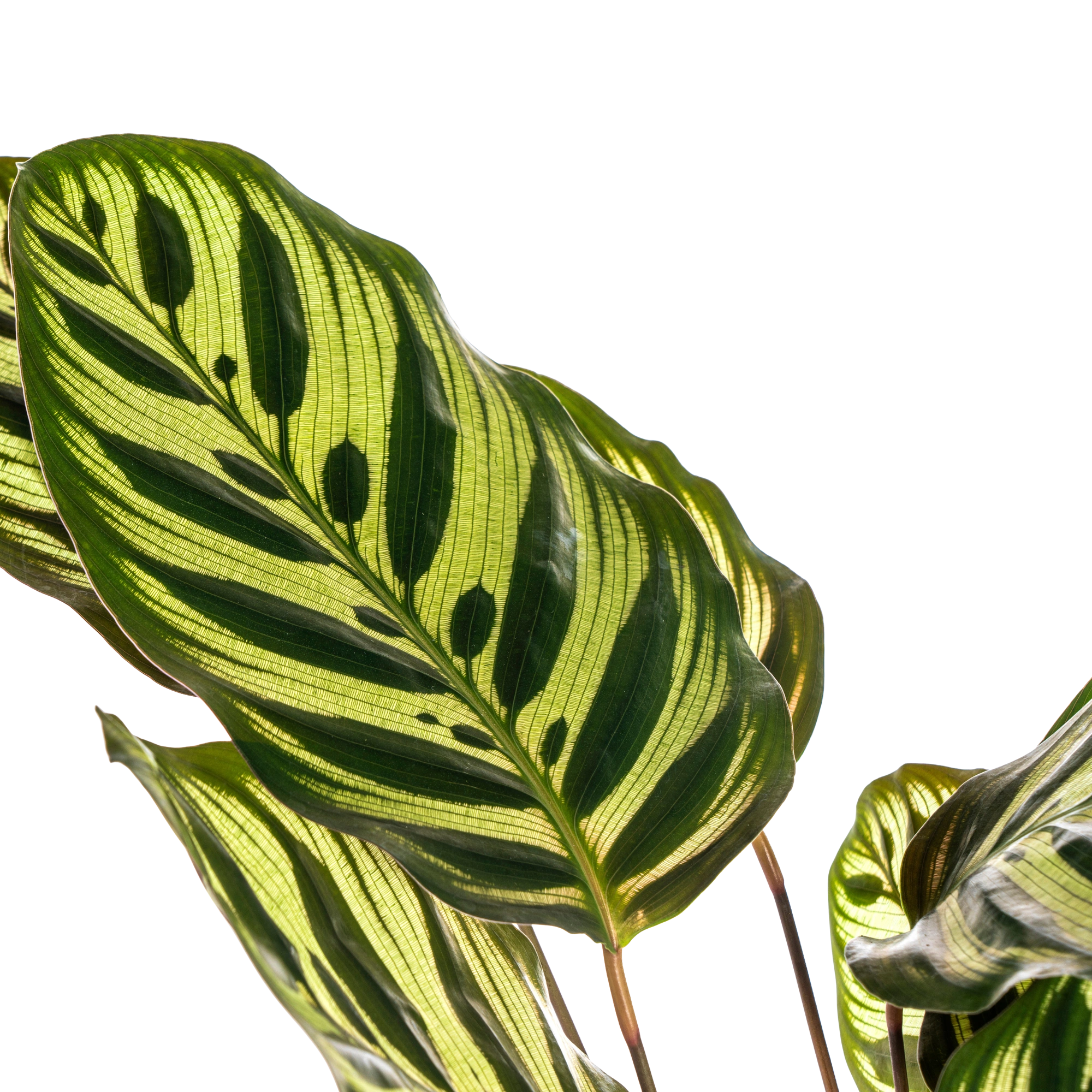 Calathea Makoyana (Pauwenplant)