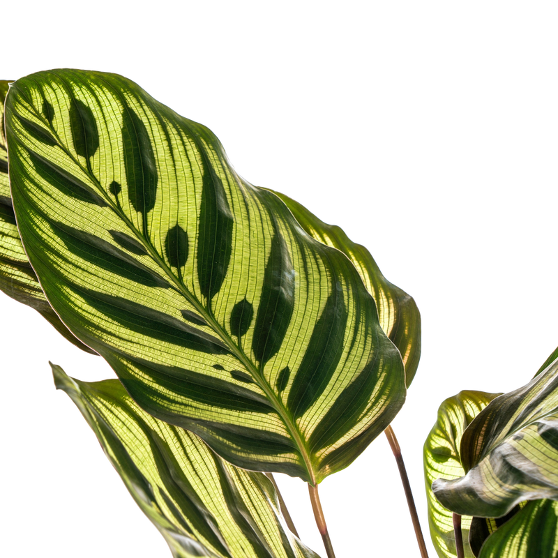 Calathea Makoyana (Pauwenplant)