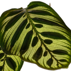 Calathea Makoyana (Pauwenplant)