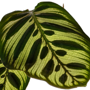 Calathea Makoyana (Pauwenplant)