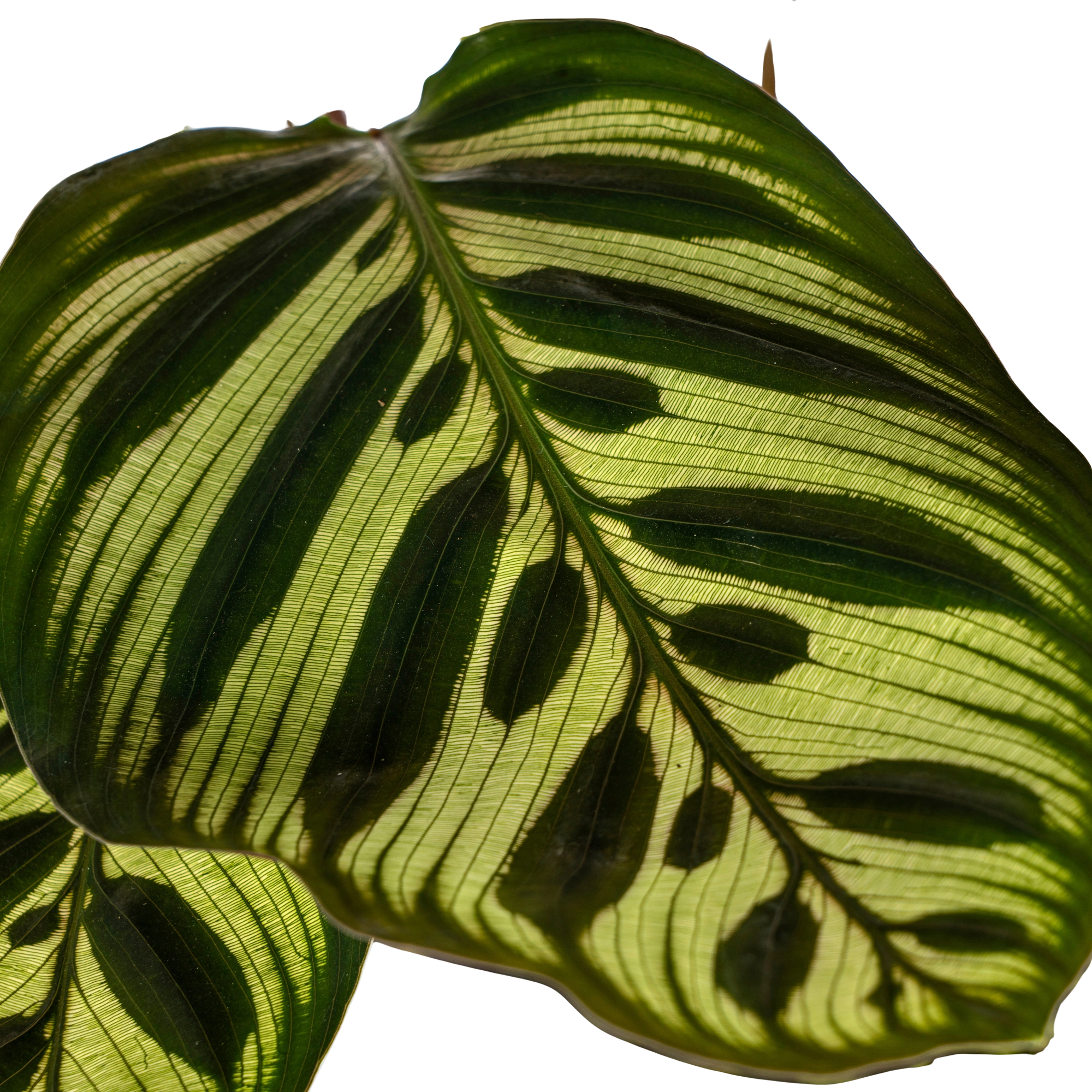 Calathea Makoyana (Pauwenplant)