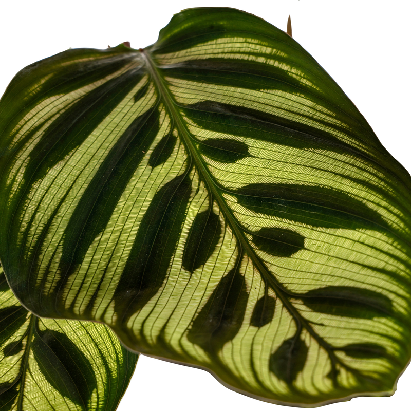 Calathea Makoyana (Pauwenplant)
