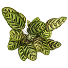 Calathea Makoyana (Pauwenplant)