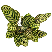 Calathea Makoyana (Pauwenplant)