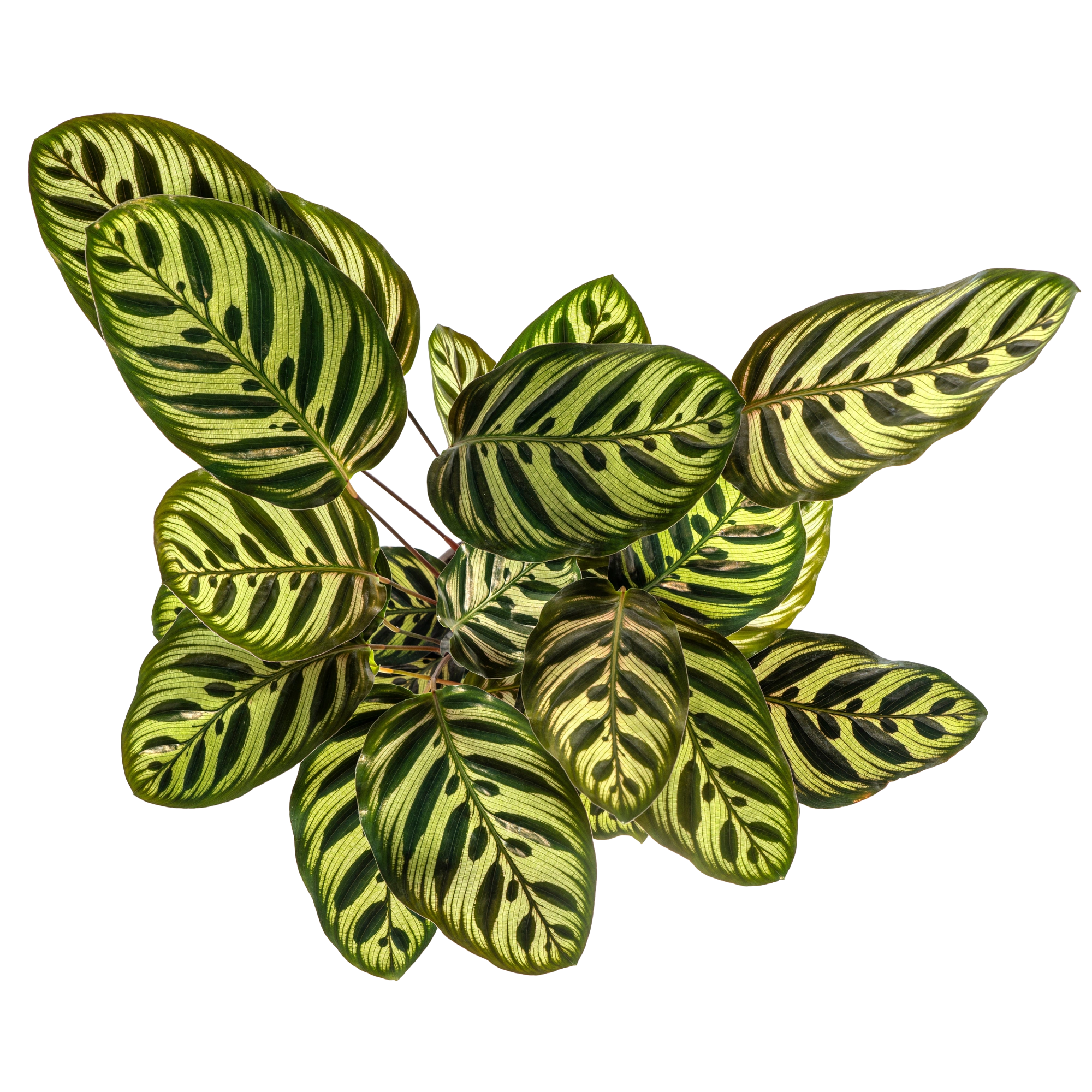 Calathea Makoyana (Pauwenplant)