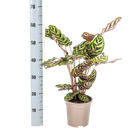 Calathea Makoyana (Pauwenplant)