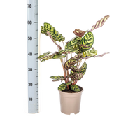 Calathea Makoyana (Pauwenplant)