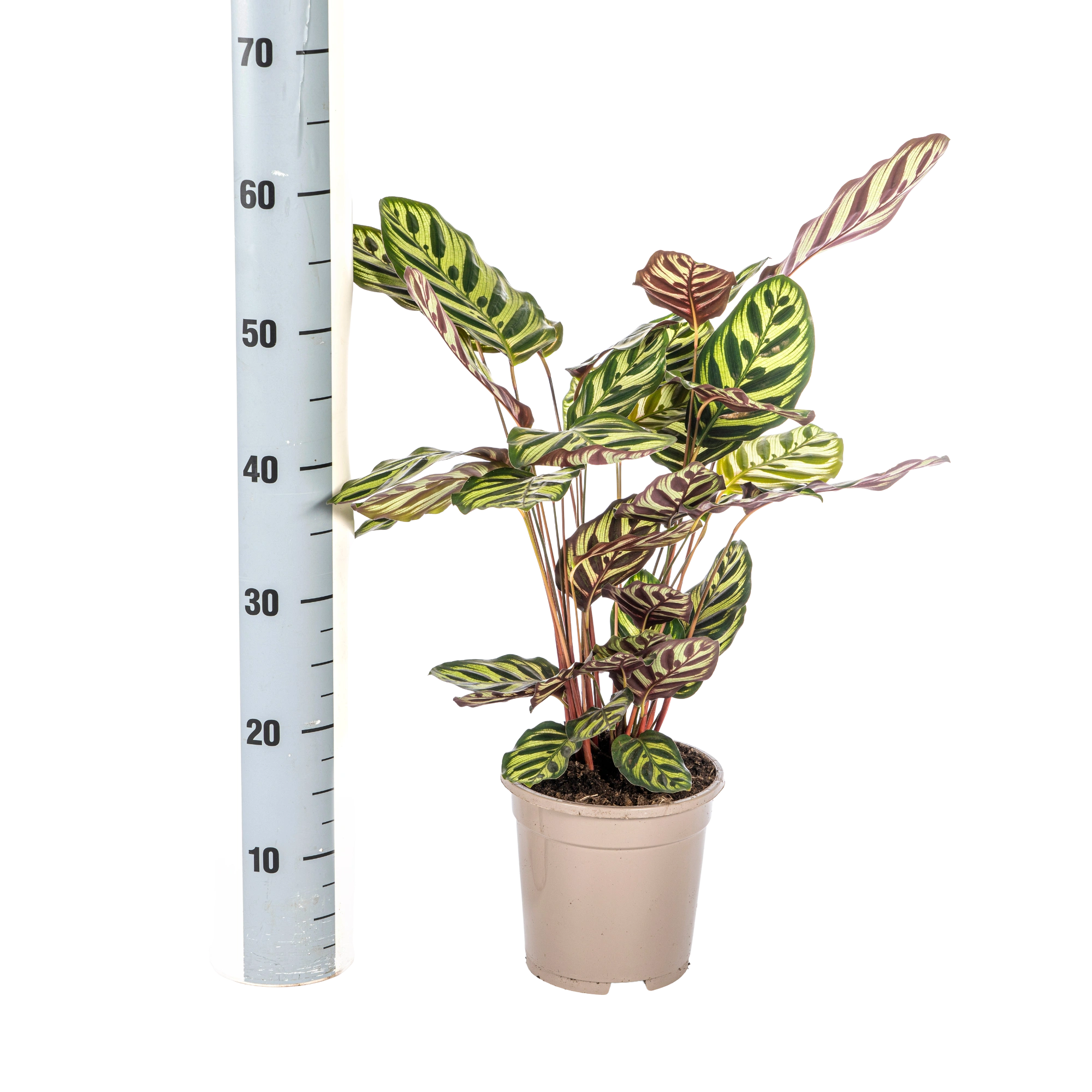 Calathea Makoyana (Pauwenplant)