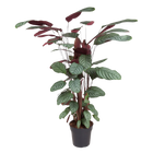 Calathea Oppenheimiana