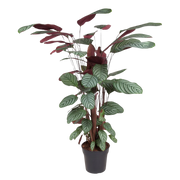 Calathea Oppenheimiana