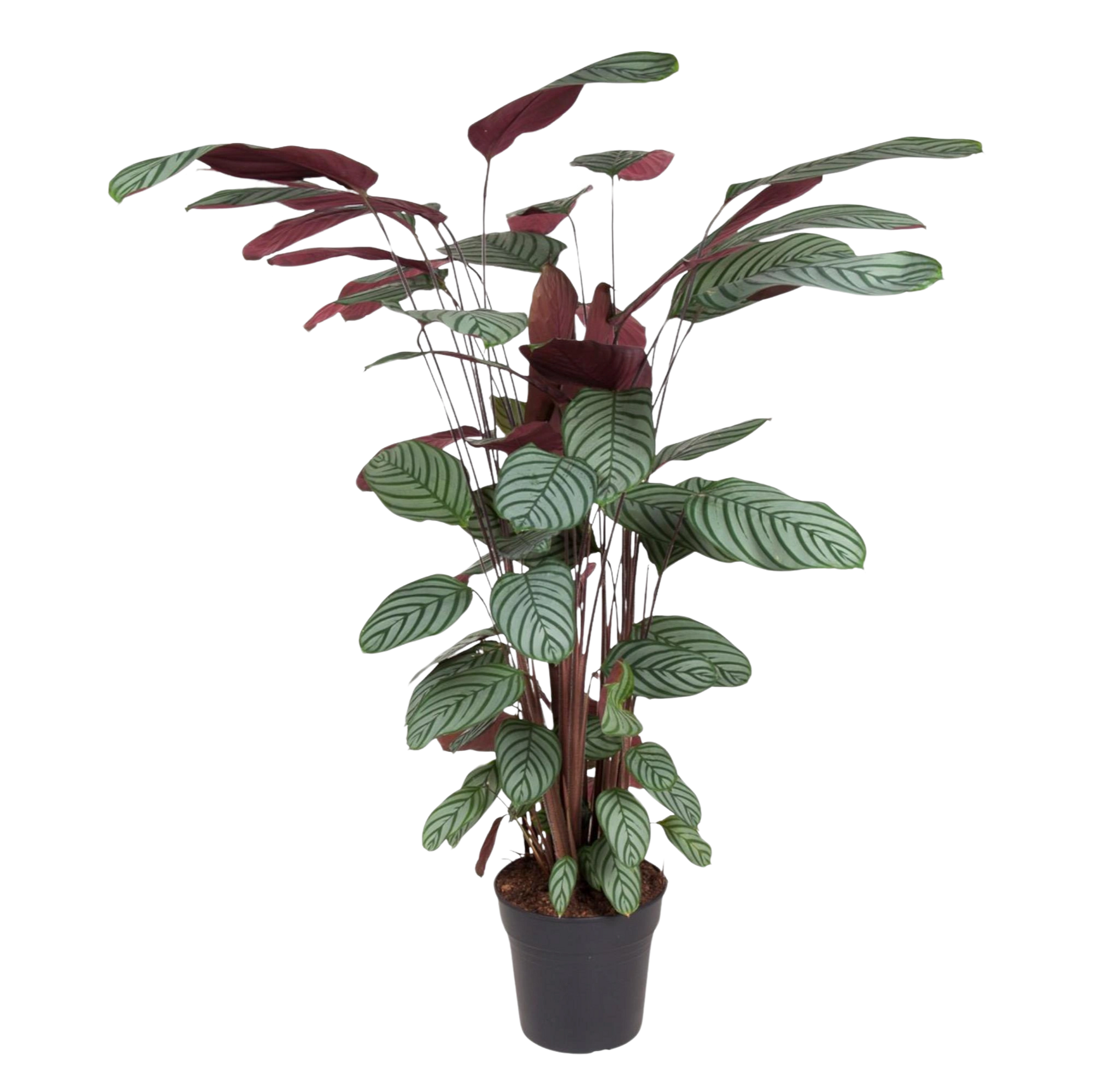 Calathea Oppenheimiana
