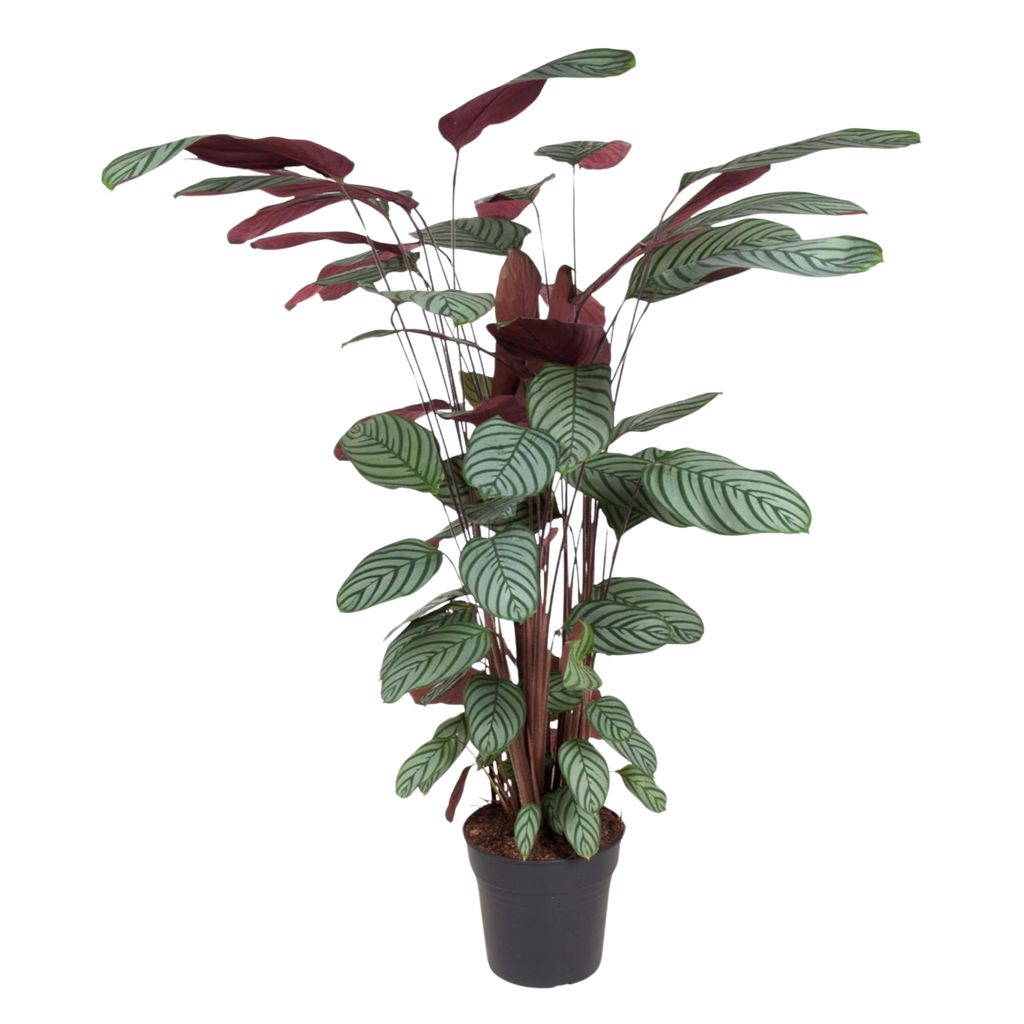 Calathea Oppenheimiana