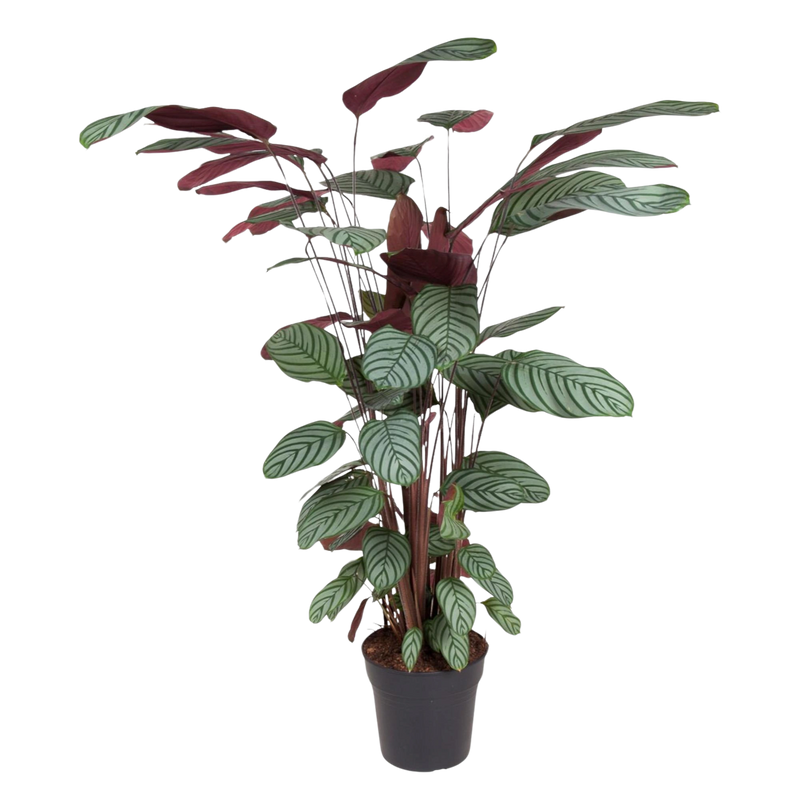 Calathea Oppenheimiana