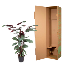 Calathea Oppenheimiana