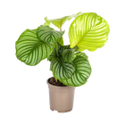 Calathea Orbifolia Everspring