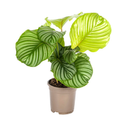 Calathea Orbifolia Everspring