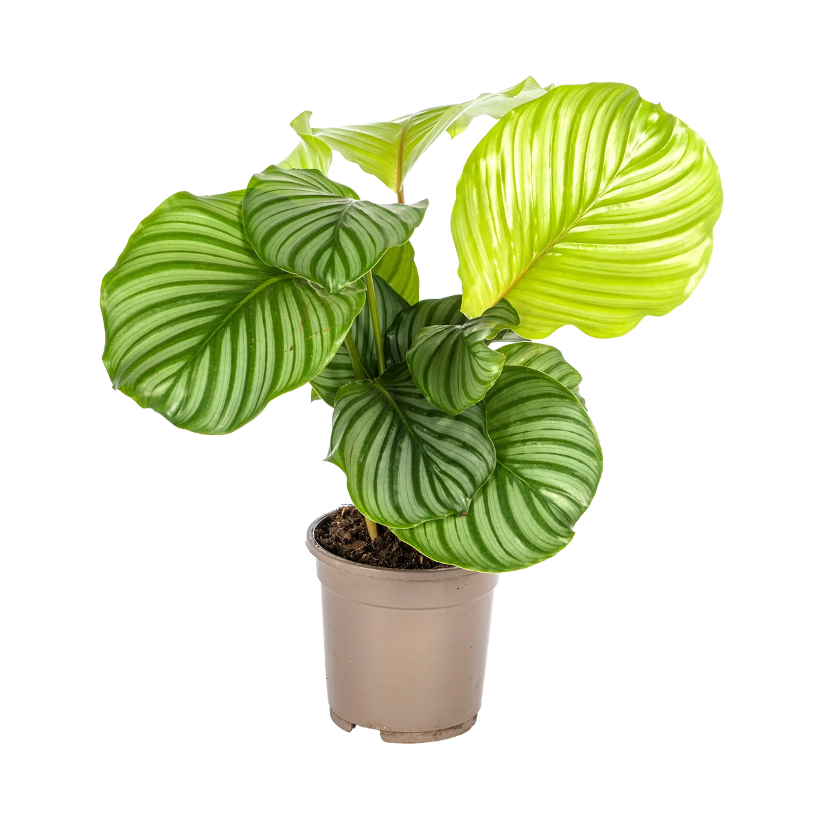 Calathea Orbifolia Everspring