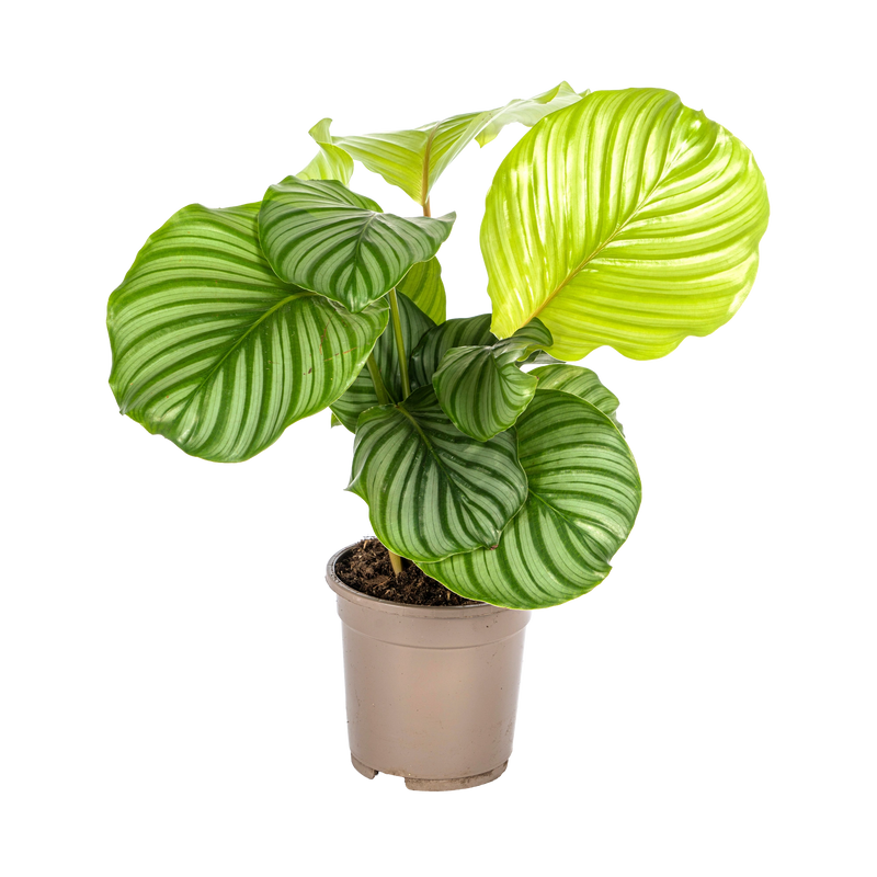 Calathea Orbifolia