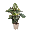 Calathea Ornata Sanderiana
