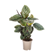 Calathea Ornata Sanderiana
