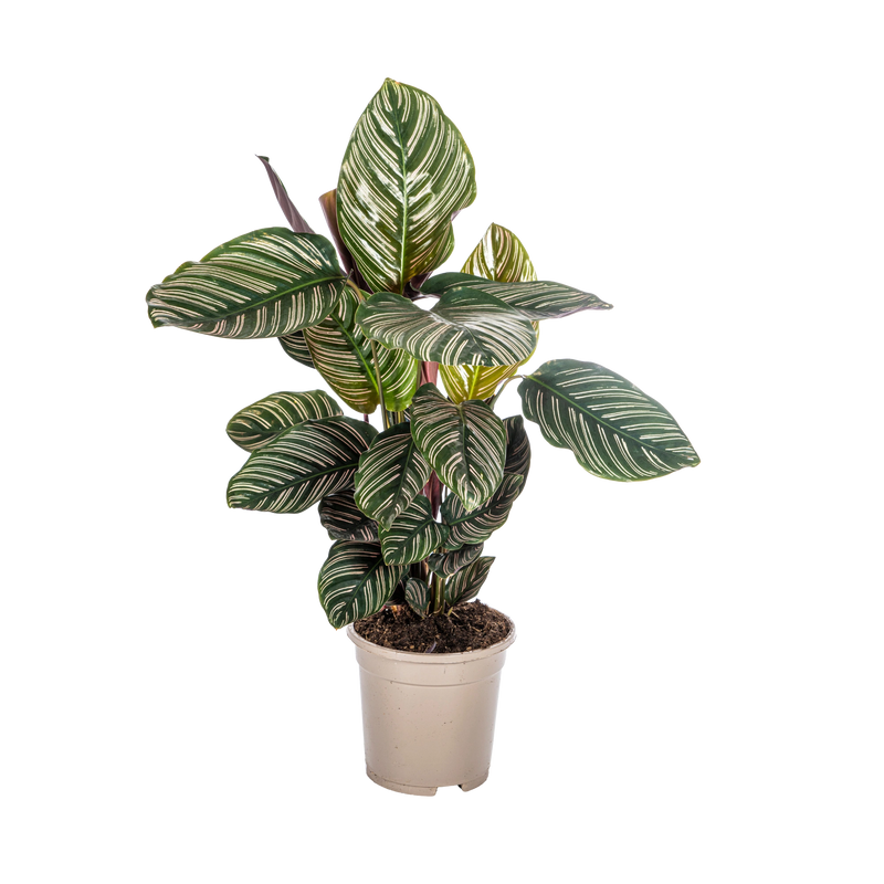 Calathea Ornata Sanderiana
