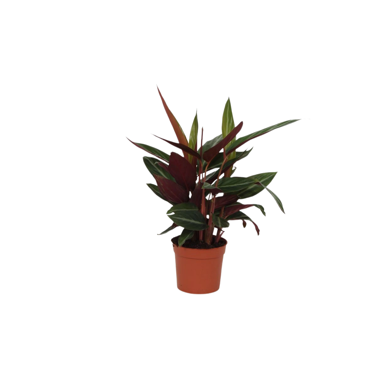 Calathea Stripestar