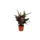Calathea Stripestar