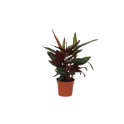 Calathea Stripestar