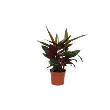 Calathea Stripestar
