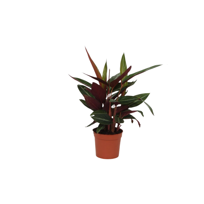 Calathea Stripestar