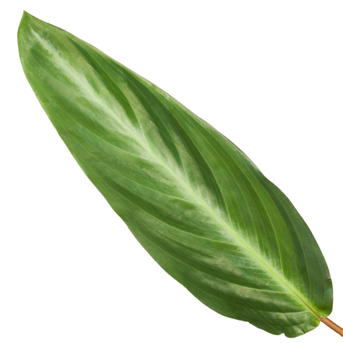 Calathea Stripestar