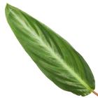 Calathea Stripestar