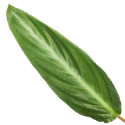 Calathea Stripestar