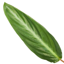 Calathea Stripestar